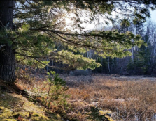 Spring afternoon scene with white pine and swamp
