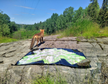fox near map in kirkland lake
